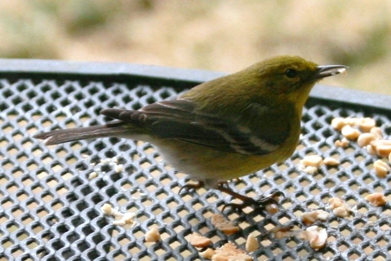 Pine Warbler (adult male)