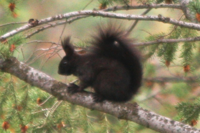 Aberts Squirrel (Colorado)