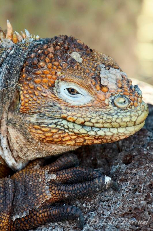 Land Iguana