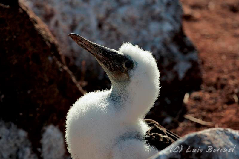 Blue footed-boobie chick