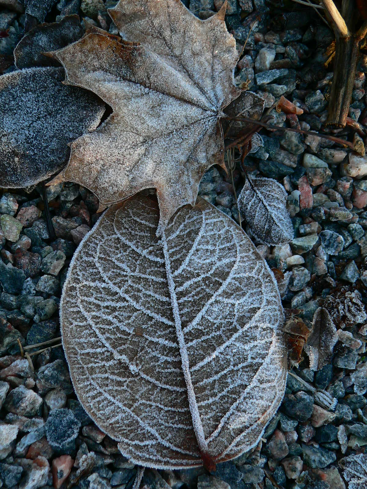 Old leafs