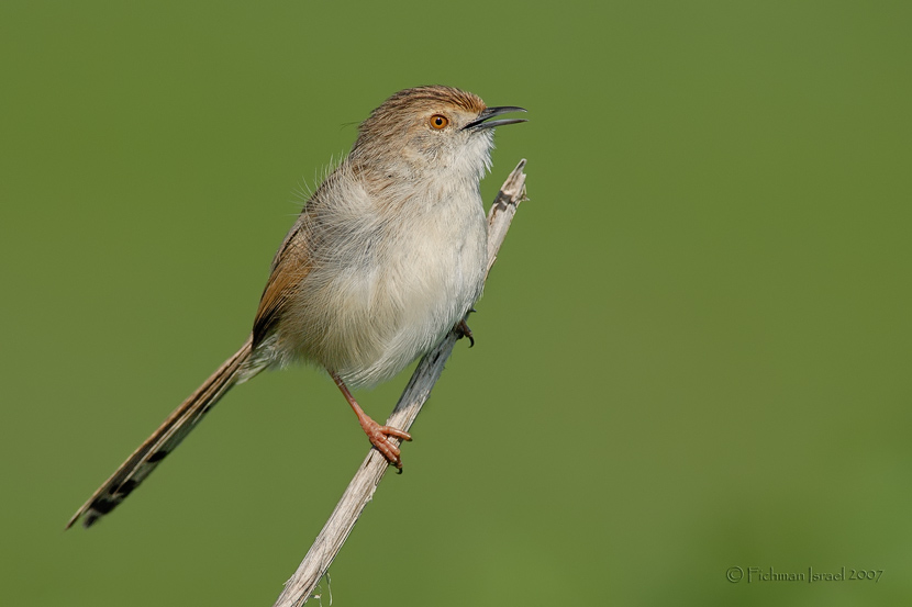 Graceful Prinia.