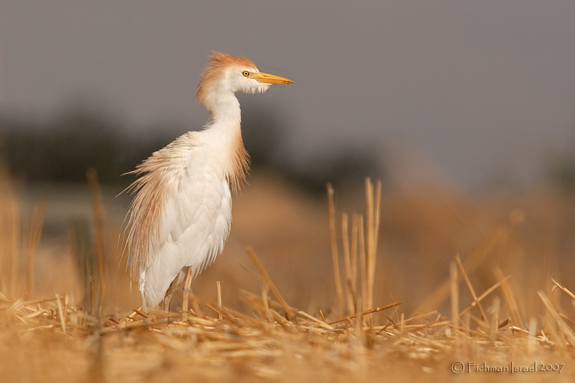 Cattle Egret.