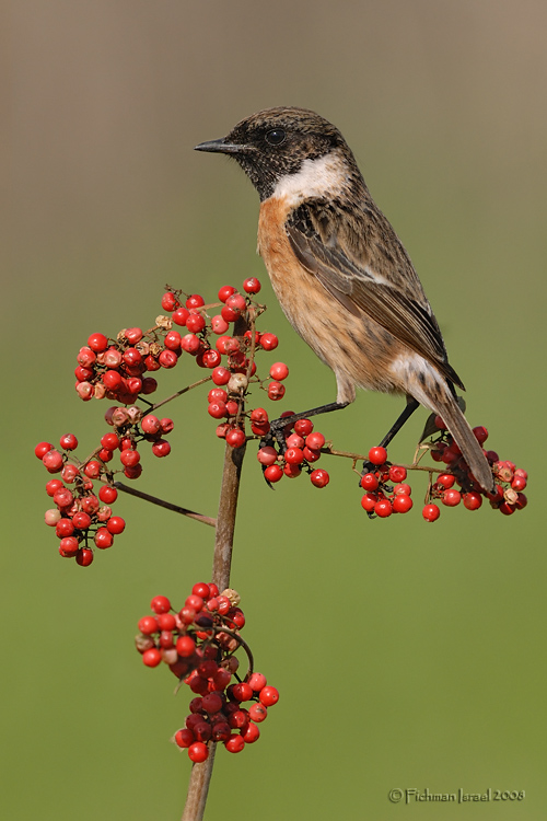 Stonechat.