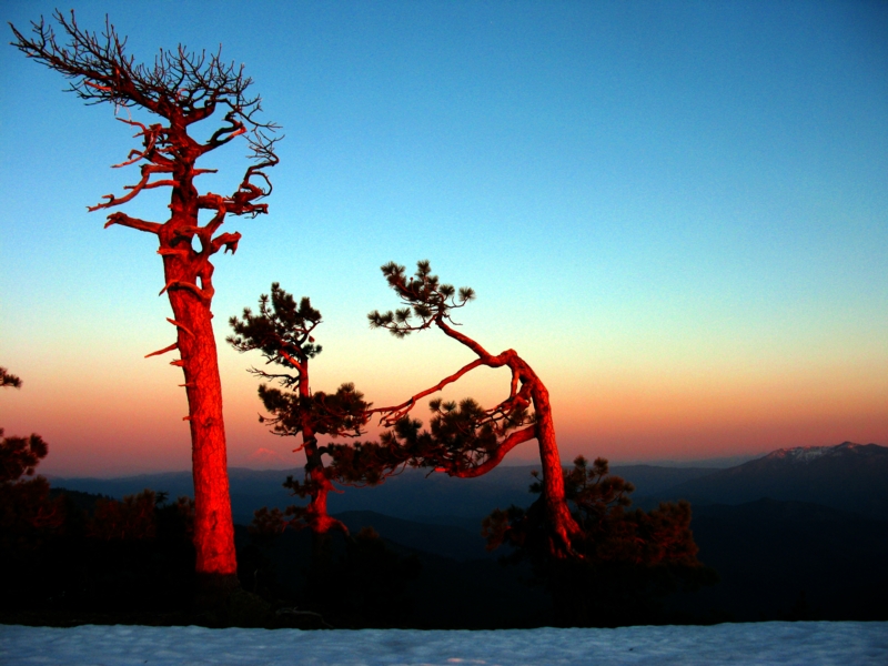 Tree Dance-My old friends spirit lives on