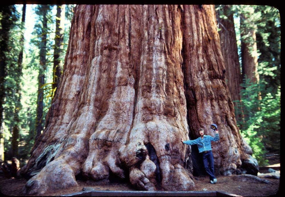 General Sherman Sequoia Tree 1977