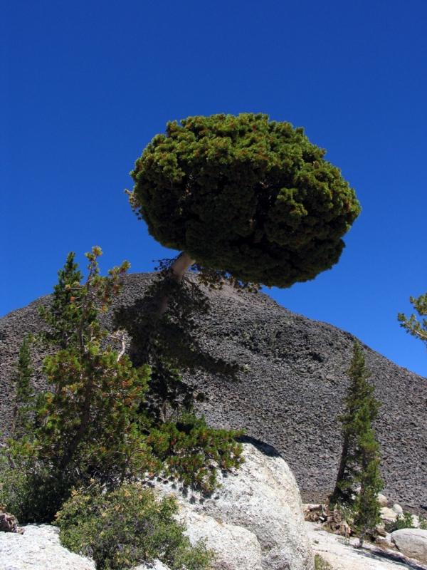 White bark pine with afro