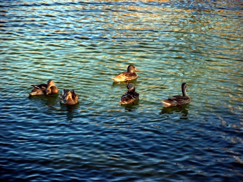 Quacks on Middle Velma Lake