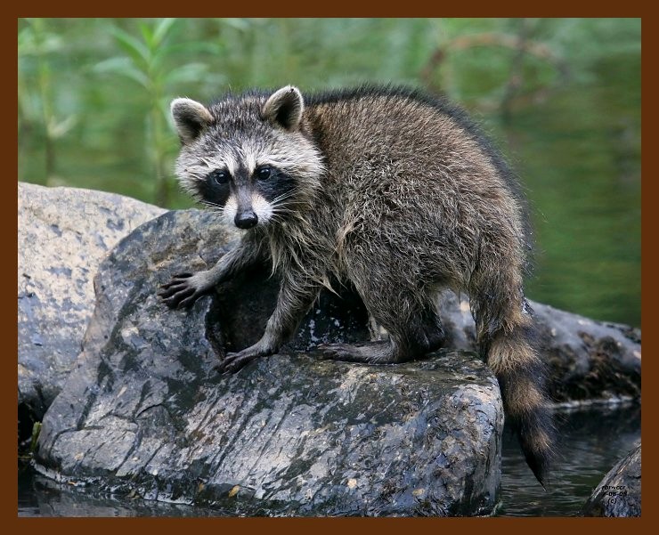 raccoon-young 7-8-08 4d880b.JPG