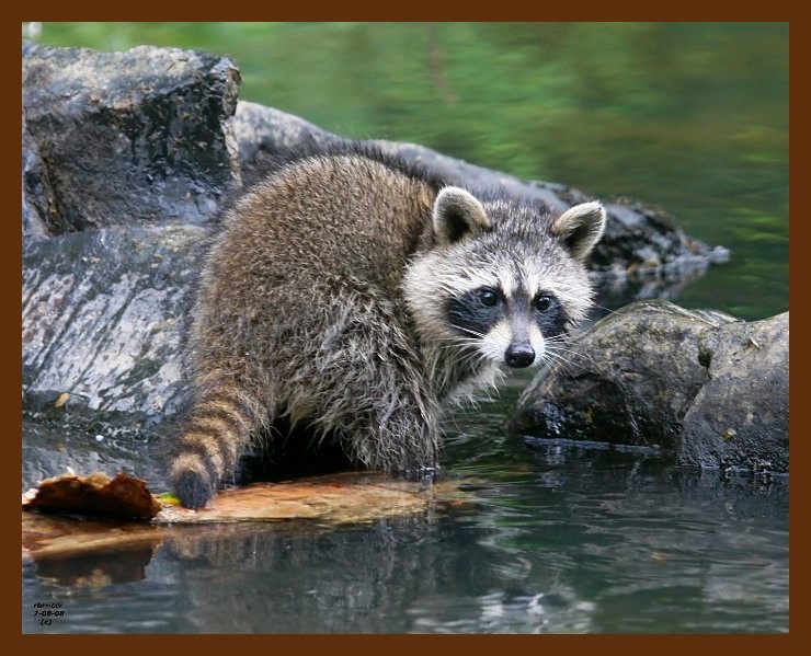 raccoon-young 7-8-08 4d883b.JPG
