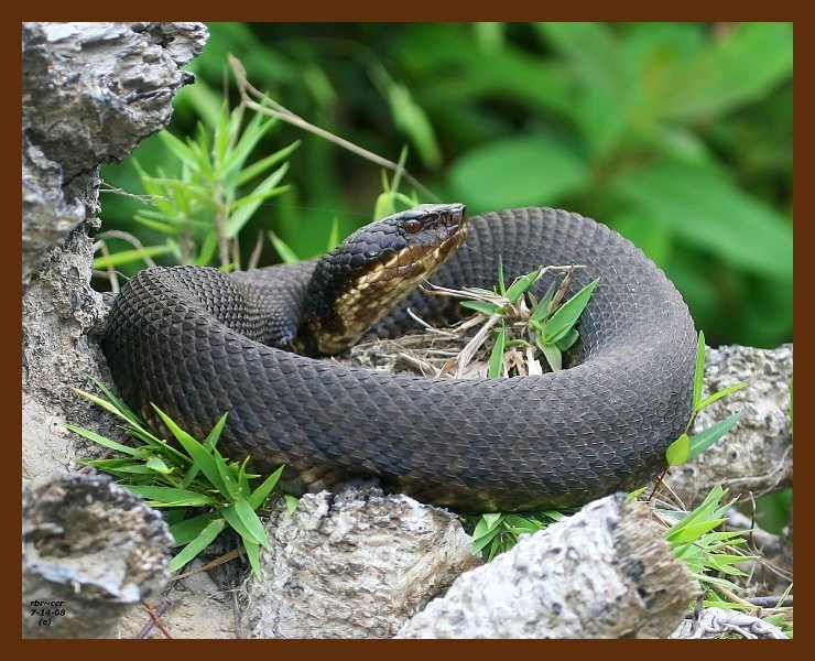 cottonmouth 7-14-08 4d984b.JPG