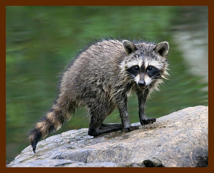raccoon-young 7-10-08 4d308b.JPG