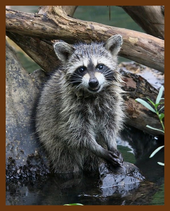 raccoon-young 7-10-08 4d327b.JPG