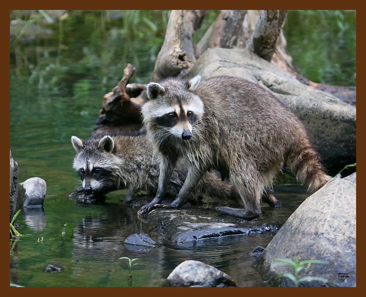 raccoon-young 7-8-08 4d944b.JPG