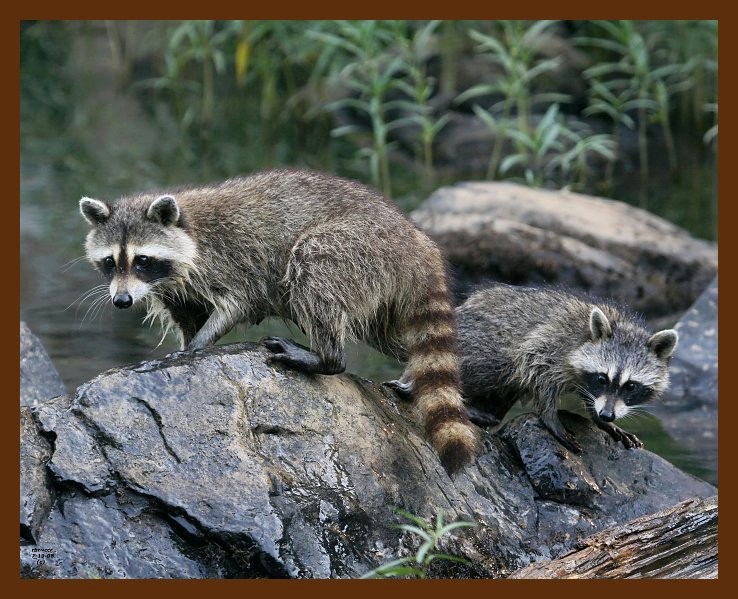 raccoon-young 7-19-08 4d826b.JPG