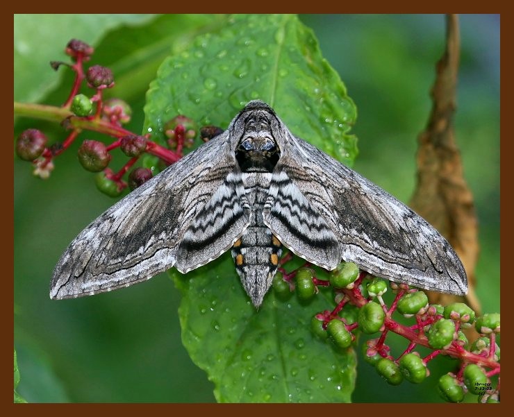 moth-(five spotted hawk) 7-13-08 4d628b.JPG