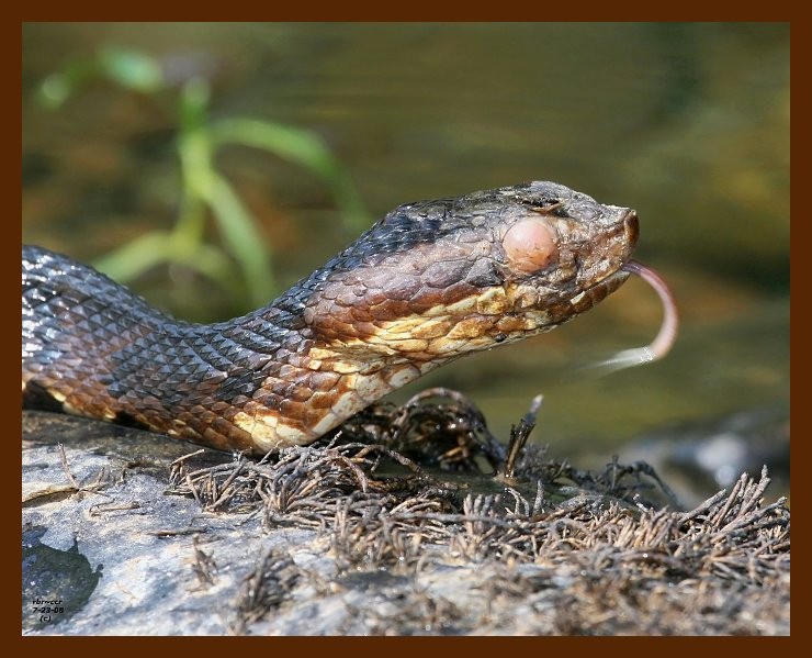 cottonmouth 7-23-08 4d303b.JPG