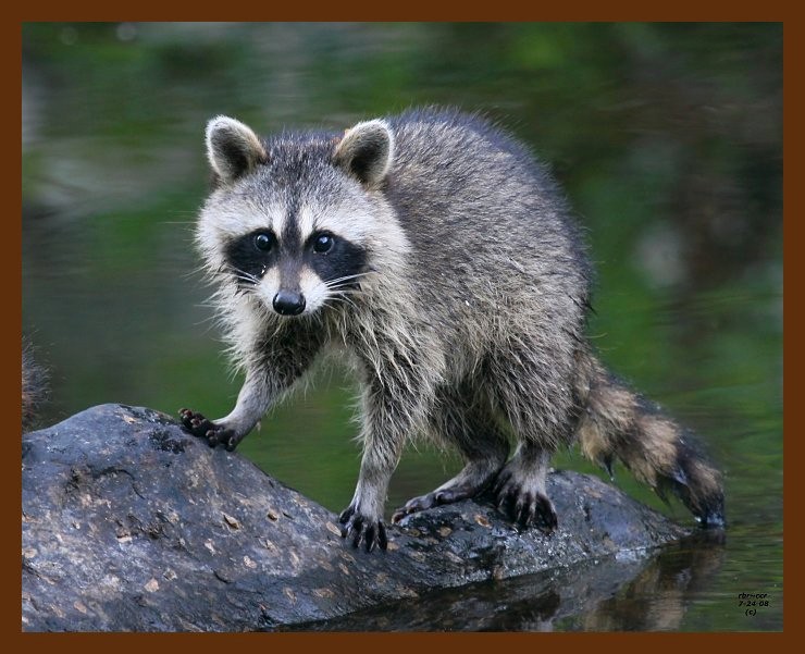 raccoon-young 7-24-08 4d355b.JPG