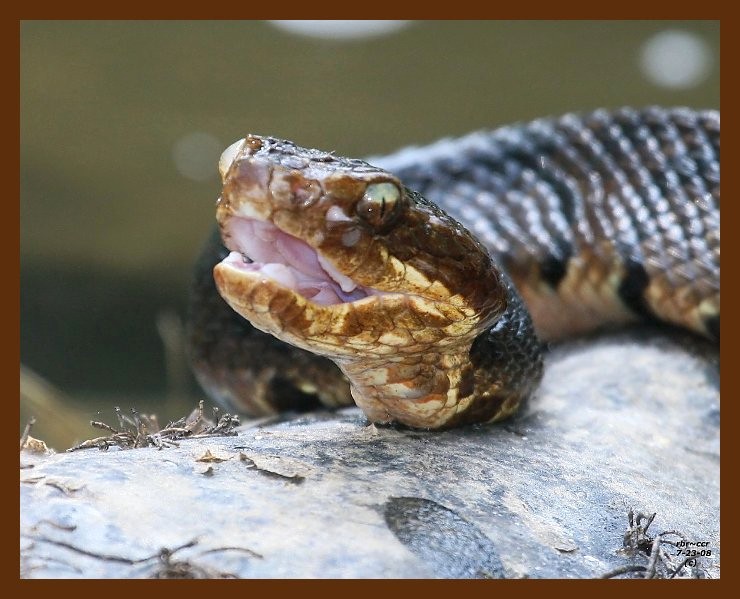 cottonmouth 7-23-08 4d292b.JPG