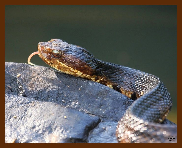 cottonmouth 7-24-08 4d418b.JPG