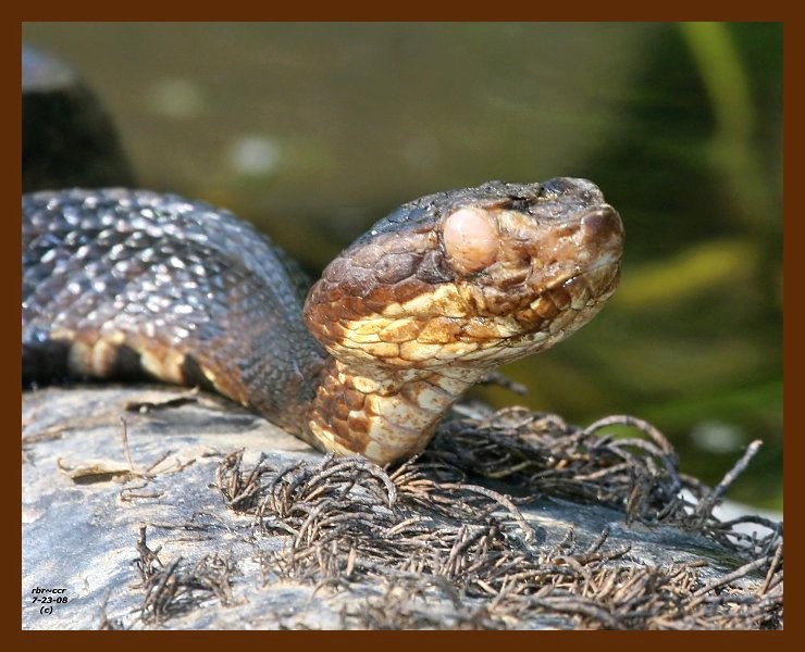 cottonmouth 7-23-08 4d298b.JPG