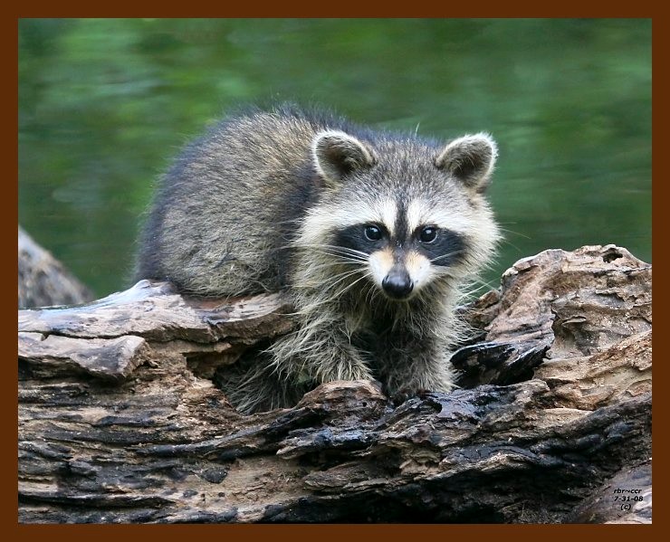 raccoon-young 7-31-08 4d115b.JPG