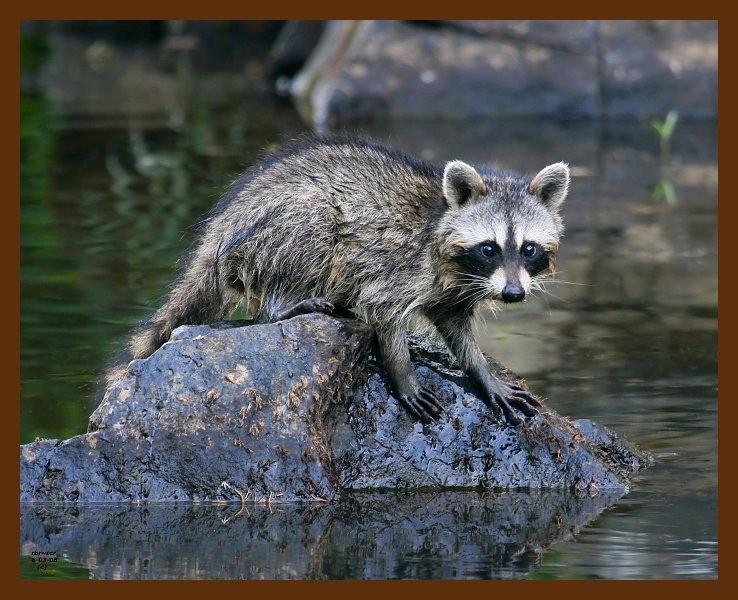 raccoon-young 8-3-08 4d776b.JPG