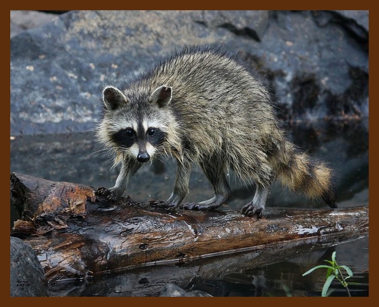 raccoon-young 8-3-08 4d819b.JPG