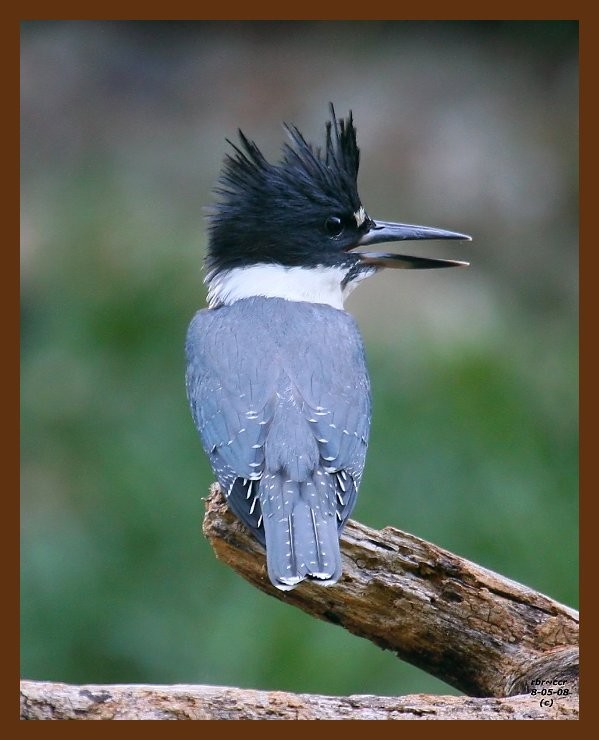belted-kingfisher 8-5-08 4d100b.JPG
