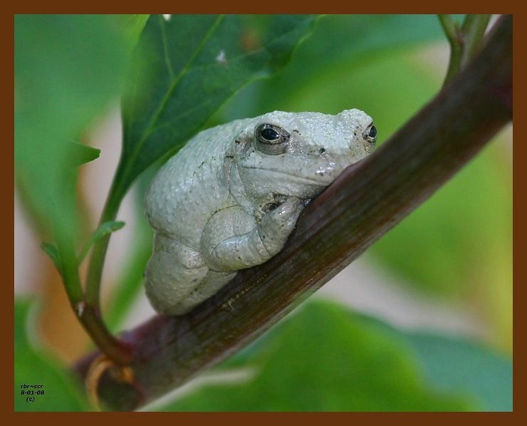 gray treefrog 8-1-08 4d510b.JPG