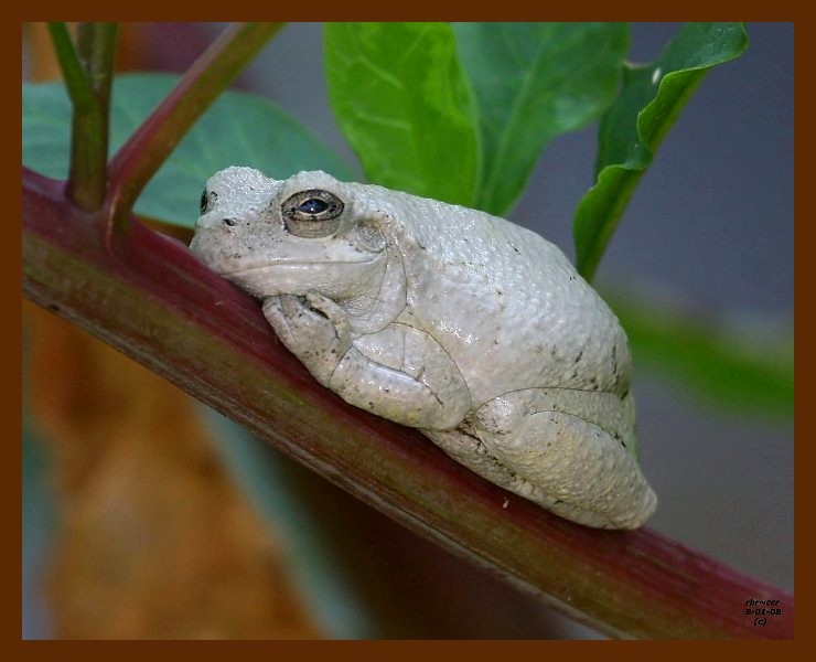 gray treefrog 8-1-08 4d508b.JPG