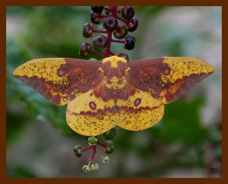 moth-imperial 8-8-08 4d624b.JPG