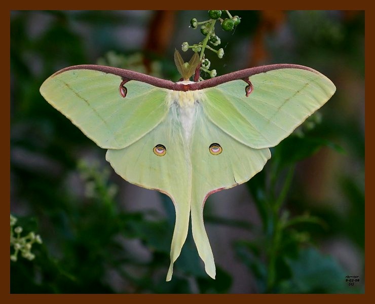 moth-luna 8-2-08 4d546b.JPG