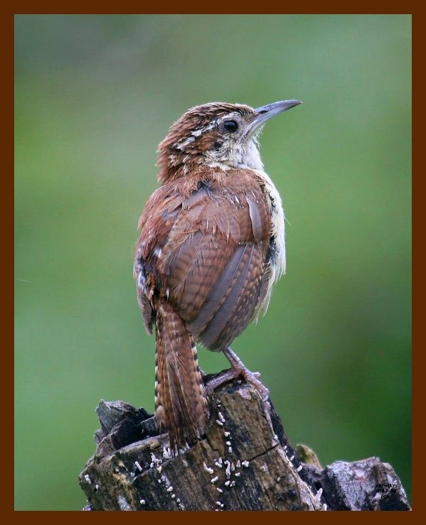 carolina wren 8-12-08 4d939b.JPG