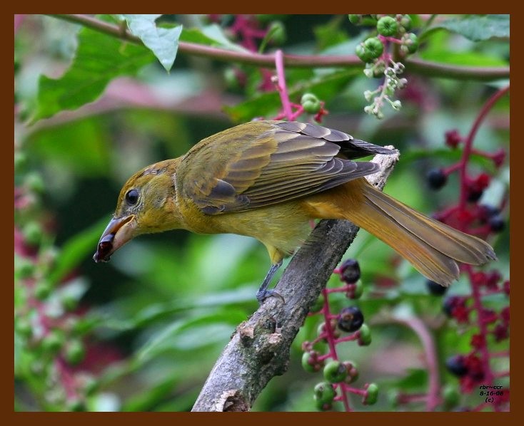 summer tanager 8-16-08 4d394b.JPG