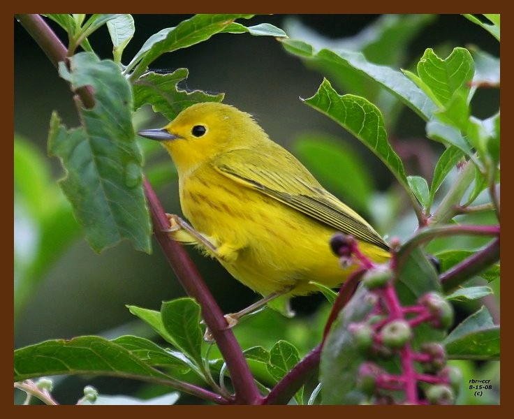 yellow-warbler 8-15-08 4d259b.JPG