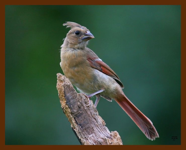 cardinal 8-16-08 4d398b.JPG