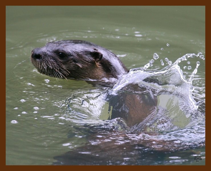 river-otter 8-24-08 4d054b.JPG