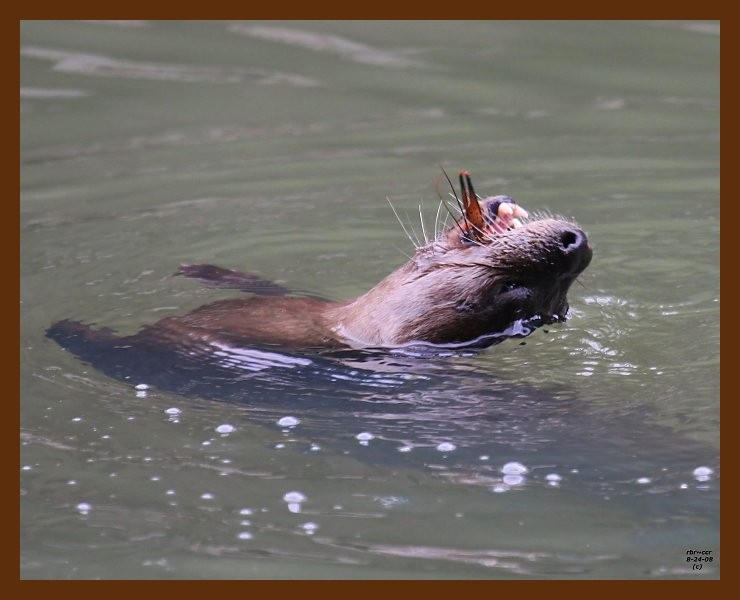 river-otter 8-24-08 4d026b.JPG