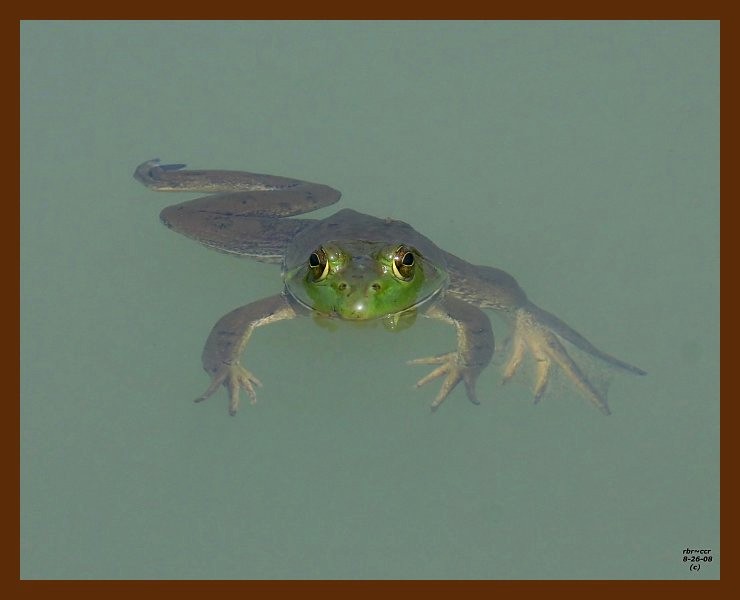 bullfrog 8-26-08 4d205b.JPG