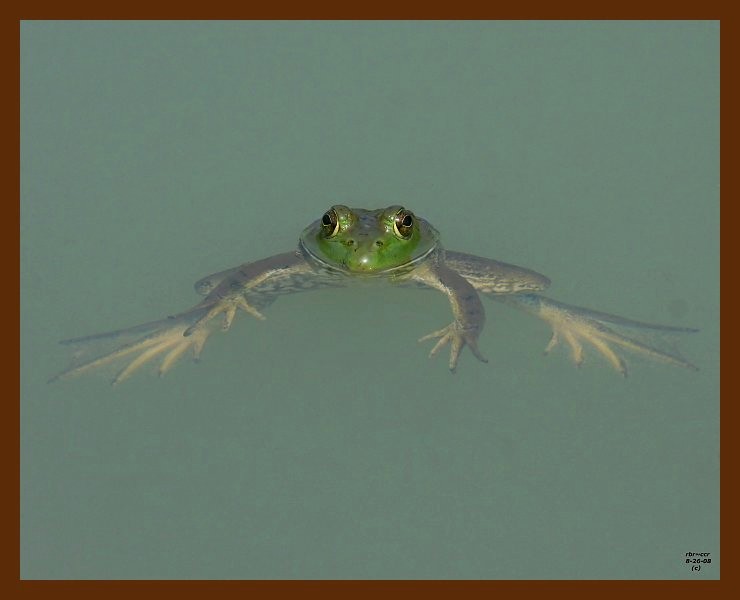 bullfrog 8-26-08 4d200b.JPG