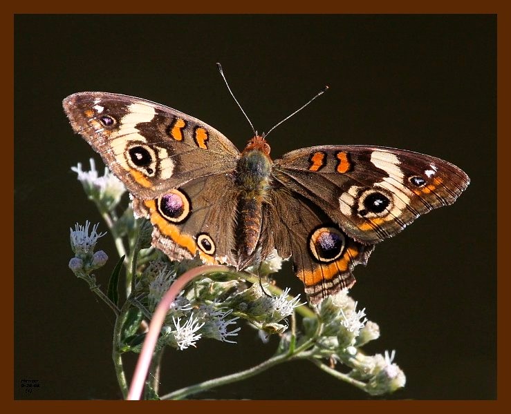 butterfly-common buckeye 9-28-08 4d070b.JPG