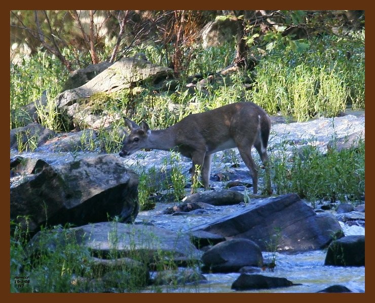 deer 10-1-08 4d162b.JPG
