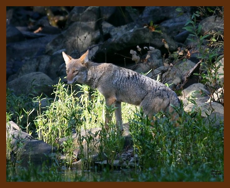 coyote 10-2-08 4d206b.JPG