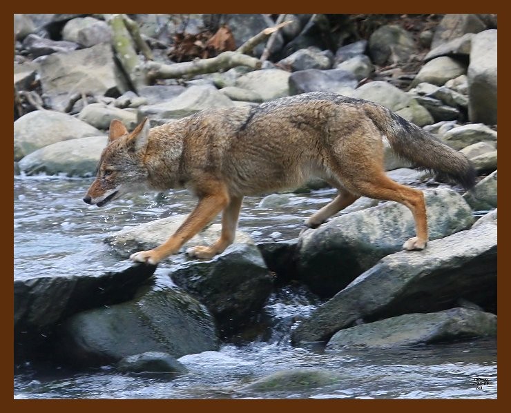 coyote 1-23-09 4d751b.JPG