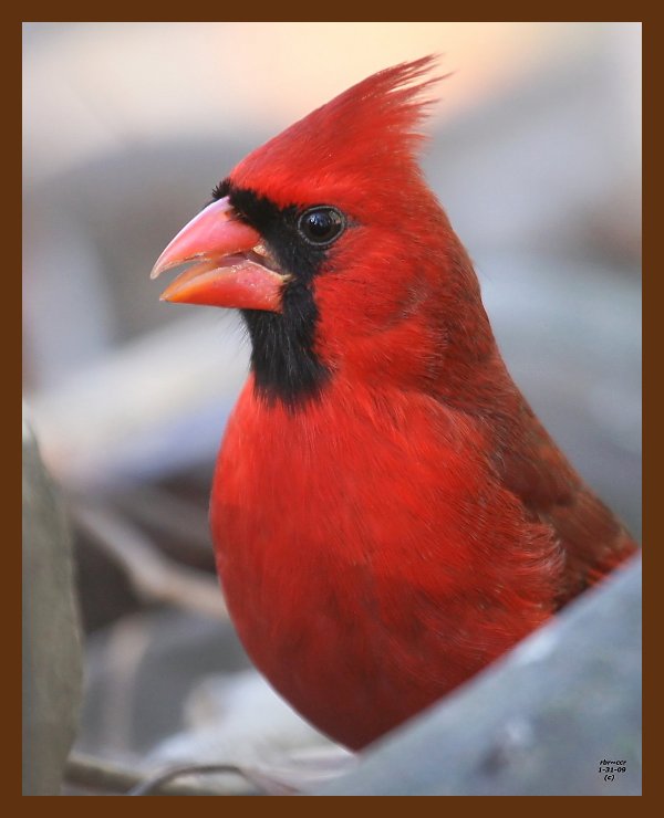 cardinal 1-31-09 4d282b.JPG