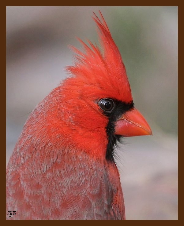 cardinal 1-29-09 4d155b.JPG