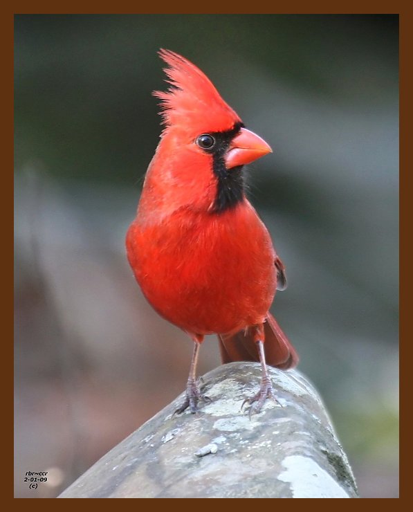 cardinal 2-1-09 4d528b.JPG