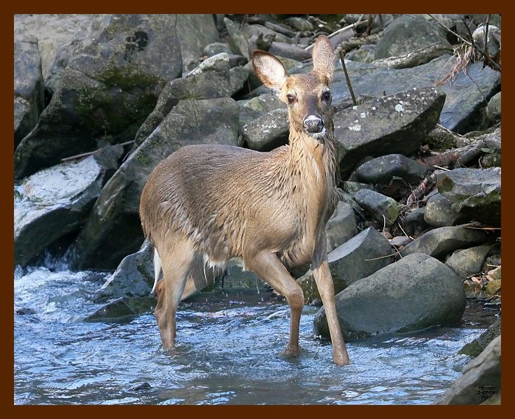 deer 2-7-09 4d946b.JPG