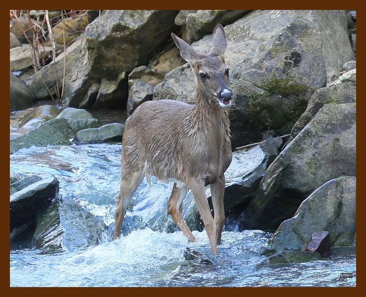 deer 2-7-09 4d942b.JPG